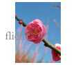 
flickr